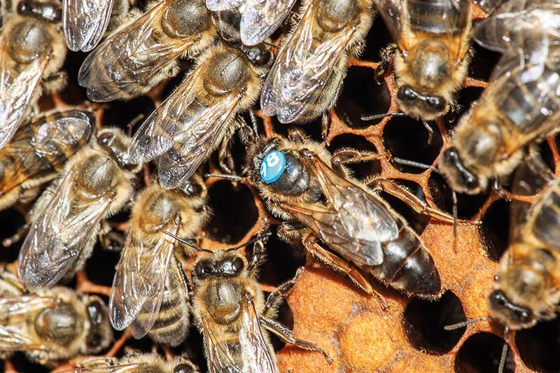 Honigbienen mit Königin auf Brutwabe; Foto: Südtiroler Imkerbunt-Archiv Nationalpark Stilfserjoch
