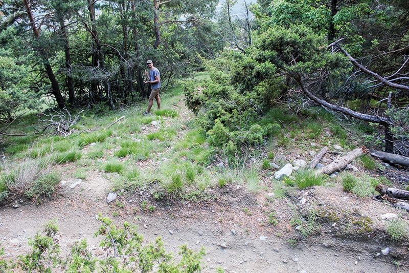 Projektkoordinator Andreas Hilpold bei den Heuschreckenerhebungen im Kiefernwald am Latscher Sonnenberg 2019.