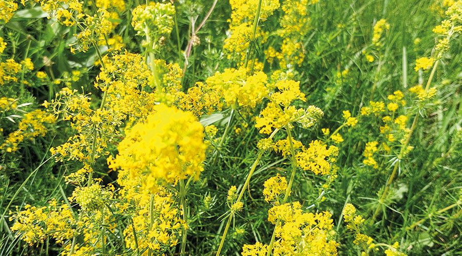 Trockenvegetation am Tartscher Bichl:  Echtes Labkraut Gallium verum