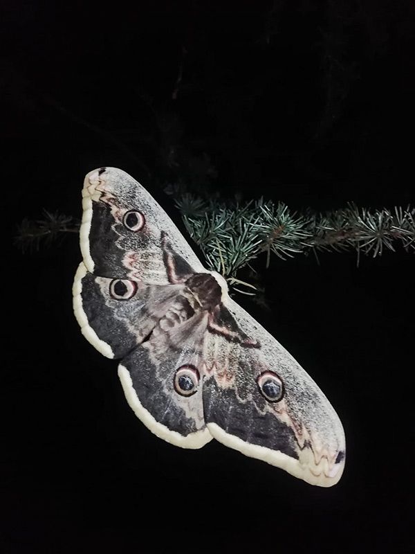 Das Wiener Nachtpfauenauge oder Großer Nachtpfauenauge ist der größte europäische Schmetterling. Er kann bis 17 cm groß werden.