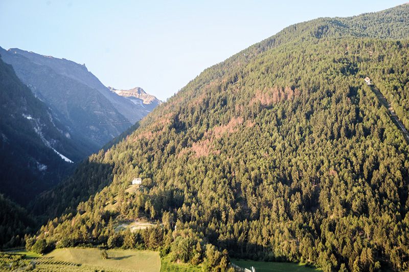Der Vinschgauer Nörderberg bei Laas zwischen dem Eingang des Laaser Tales und der Marmorschrägbahn anfangs August 2022: Die Nester von abgestorbenen Bäumen nach Befall durch den Borkenkäfer werden seither immer größer.