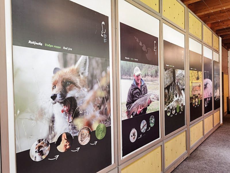 Wildtiere und Pflanzen hängen voneinander ab und bilden eine Nahrungskette: Die Sonderausstellung „Fressen und gefressen werden“ zeigt anschaulich, wer wen frisst. (Foto: LPA/Amt für Natur)