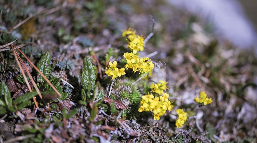 Immergrünes Felsenblümchen