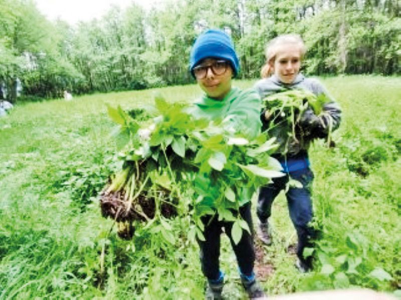 Zwei Schüler mit dem herausgerissenem Springkraut im Arm