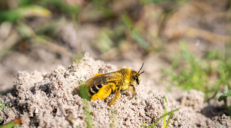 Polierte Sandbiene (Andrena polita). Foto: Adobe Stock