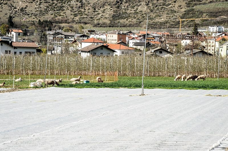 Das Nebeneinander von viehhaltender Landwirtschaft, Gemüseanbau und Obstkulturen ist schwierig geworden