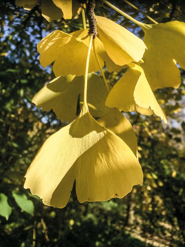 In der chinesischen Philosophie steht die zweiteilige Blattform des Ginkgos für Yin (Sanftheit) und Yang (Lebenskraft).