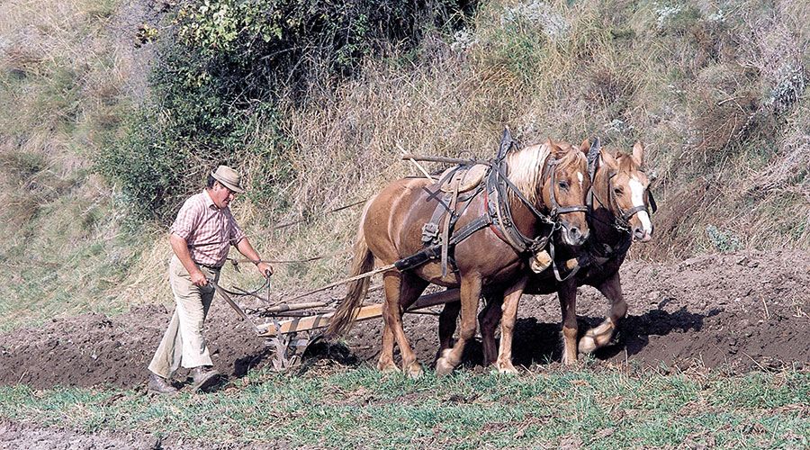 Josef Niederfriniger vom Obergasshof in Tanas anfangs der 1980er Jahre beim Pflügen.
