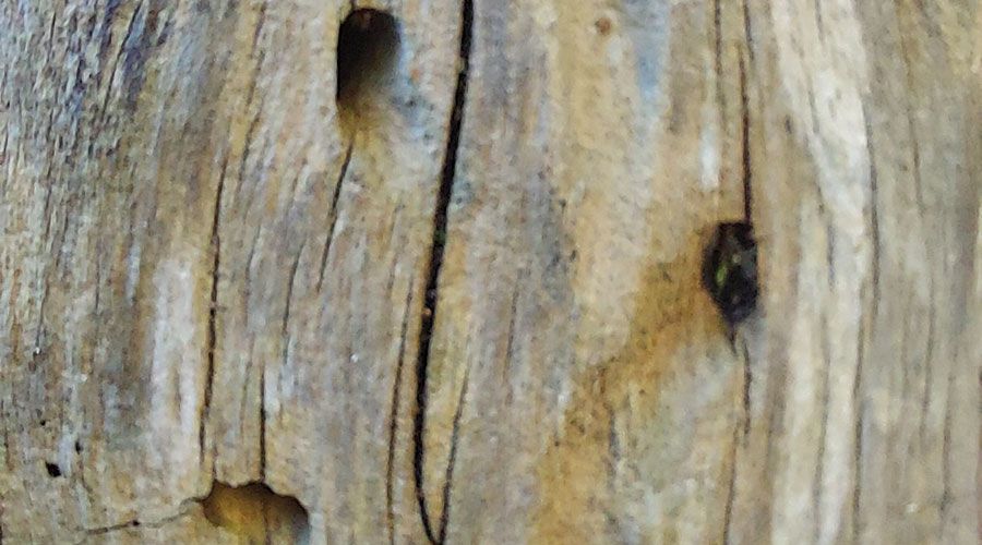 Morsches Totholz ist für viele Wildbienen Brutplatz zur Anlage ihrer Nestkammern. Foto: Wolfgang Platter