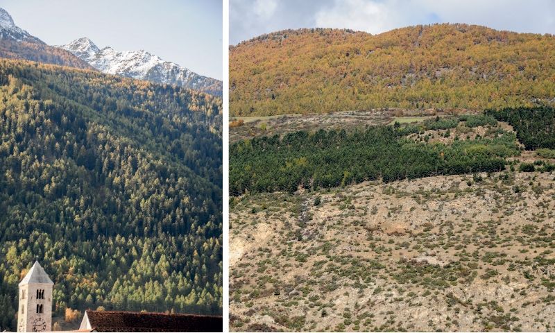 Der Laaser Wald im Höhentransekt von der Talsohle bis zur Waldgrenze am Nörderberg. rechts: Höhentransekt am Leitenhang im Mittelvinschgau bei Laas: Unten Dornstrauchsteppe, in der Bildmitte Schwarzföhrenaufforstung und oben autochthoner Lärchenwald.