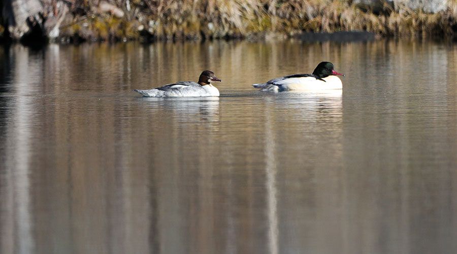 Gänsesäger sind Zugvögel aus dem Norden. Wenn im Norden alle Gewässer vereisen, weichen sie in den Süden aus.