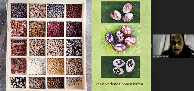 Wer Saatgut sammelt und vermehrt, hat Wissen und Unabhängigkeit. Elisabeth Pircher (im Bild) zeigte ihre Bohnenkerne.