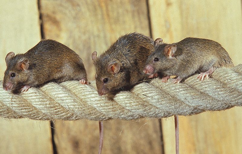 Nur die Mäuse freuen sich - giftiges Problem auf Kosten der Gemeinde Mals: Von Glurnsern verursacht, von Glurnsern entsorgt