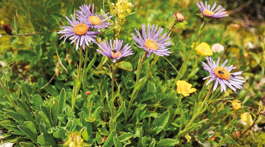 Alpen-Aster