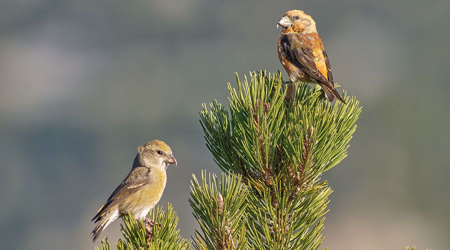 Der Fichtenkreuzschnabel ist ein Winterbrüter. Foto: Fanco Fratini