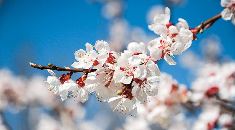 Von der Blüte über die Bestäubung zur Frucht