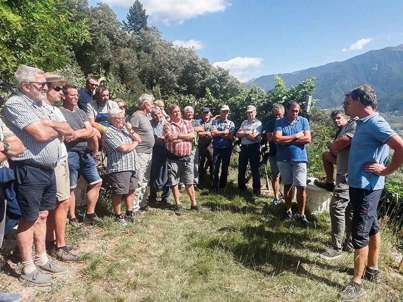 Thomas Weitgruber vom Beratungsring für Obst- und Weinbau referiert im Weinberg bei Goldrain