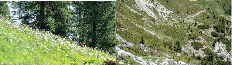 links: Subalpiner Bergwald und krautige Pflanzengesellschaft bei Kehre 31 an der Stilfserjochstraße; rechts: Zwergstrauchheide mit alpine Rasengesellschaften auf dem Weg von der Franzenshöhe zur Berglhüttte