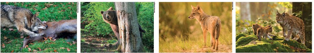 Wolf (Foto: Vincenzo Martegani); Braunbär (Foto: Vincenzo Martegani); Goldschakal; Luchs