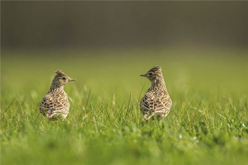 Das Projekt „Wiesenbrüter Malser Haide“- im Bild Feldlerchen - ist in Zusammenarbeit mit der Gemeinde Mals sowie Vogelkundlern und Bauern vor Ort gewachsen.