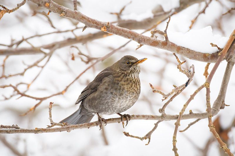 Vögel in Obstanlagen sind im Visier norditalienischer Jäger