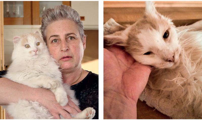 links: Karin Plangger mit der Katze Gerry möchte Aufklärung; rechts: Ihr Tommy hat trotz schneller Behandlung nicht überlebt