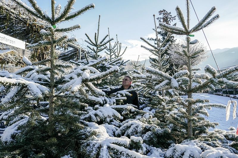 Seit 25 Jahren züchtet Hanspeter Schöpf von der gleichnamigen Gärtnerei in Vetzan auf drei Feldern im Vinschgau Nordmanntannen