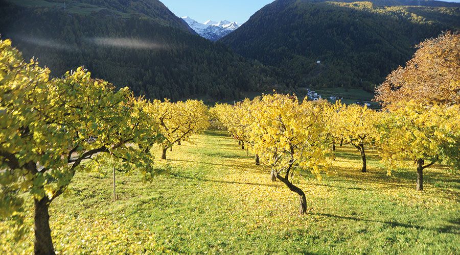 Marillenwiese bei der St. Nikolaus-Kirche in Laas in den Herbstfarben