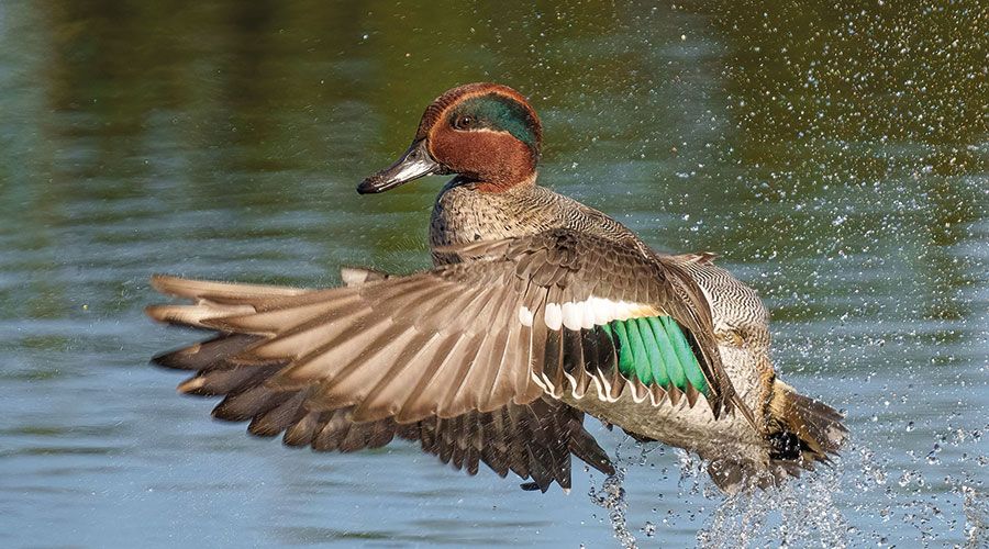 Krickente (Anas crecca)