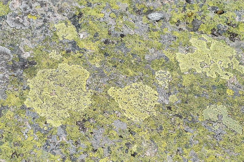 Gewöhnliche Landkartenflechte (Rhizocarpon geographicum)