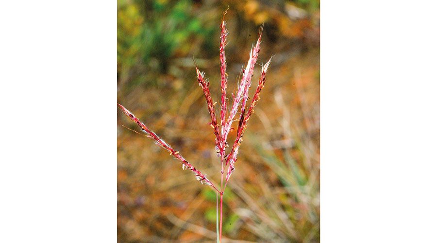 Bartgras (Botriochloa ischaemum)