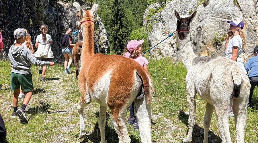 Lamatrekking