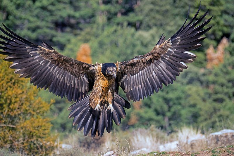 Juveniler Bartgeier im Landeanflug; Foto: Rocco Malgeri