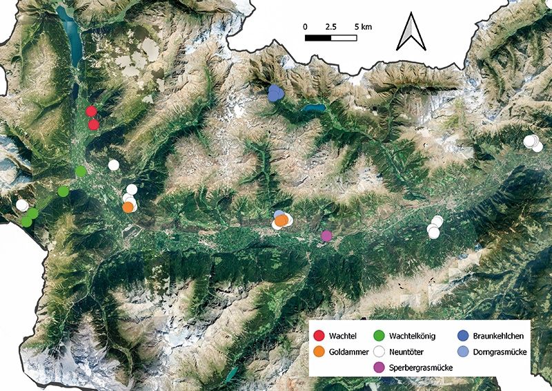 Die meisten untersuchten Graslandarten sind selten geworden. © Eurac Research