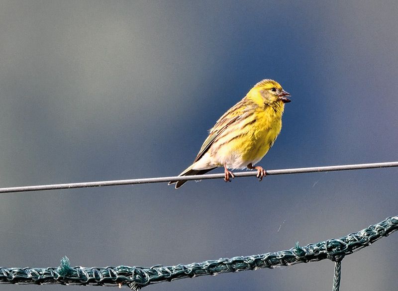 Ich hab einen Vogel... gesehen.