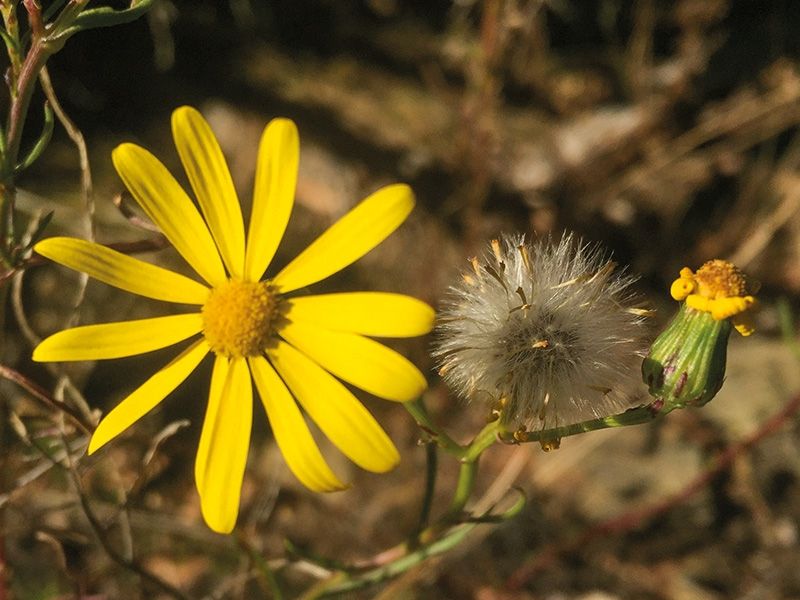 Das Schmalblättrige Greiskraut (Senecio inaequidens) bevorzugt Steppenrasen mit warmen Sommern und kalten Wintern. Nordseitig oder an schattigeren und feuchteren Standorten findet man das Jakobskreuzkraut (Senecio jacobaea), das nicht mindergiftiger ist.