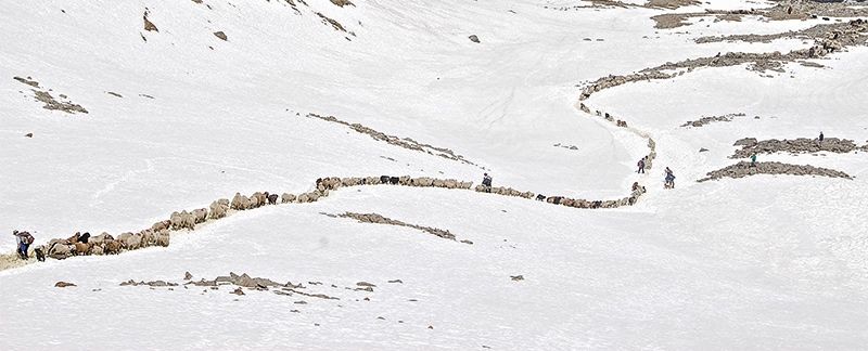 Schaftrieb vom Vinschgau ins Schnalstal bis ins österreichische Ötztal. Foto: Gianni Bodini