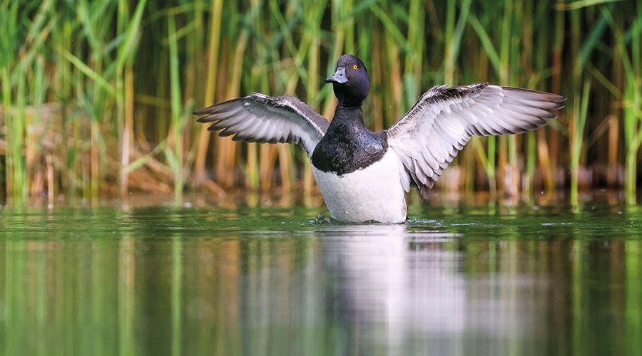 Männchen der Reiherente im Balzkleid; Foto: Dietmar Gander