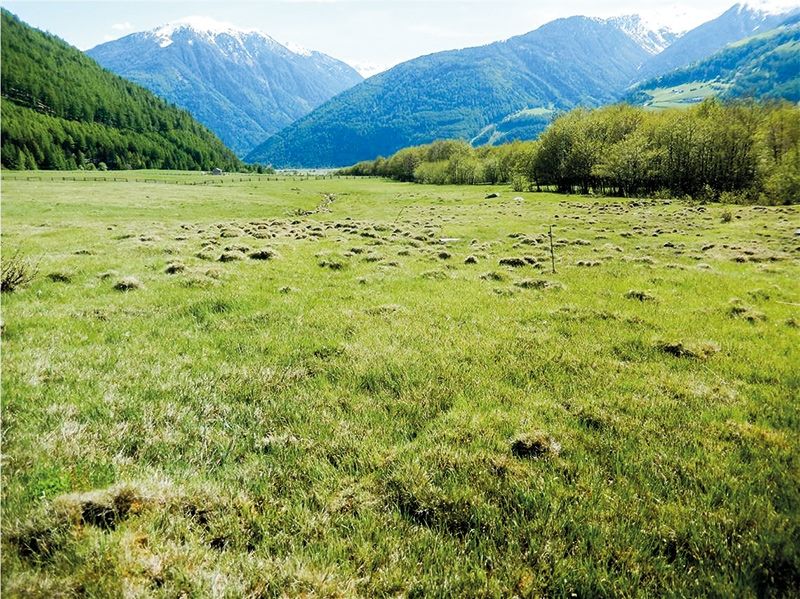 Hoher ökologischer Wert: Die Erlenwälder und die Feuchtgebiete sind künftig im Rahmen den neuen Malser Biotops geschützt.