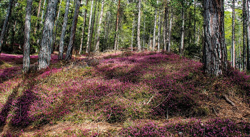 Föhrenwald im Frühlingsblühaspekt mit Glockenheide; Foto: Mauro Zen