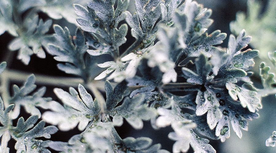Der Echte Wermut schützt sich durch Bitterstoffe vor dem Verbiss durch Wild- und Weidetiere