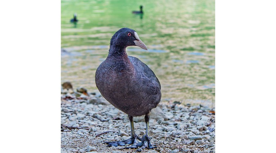Blässhuhn (Fulica atra) mit Spaltlappenfuß; Foto: Alessandro Medugno