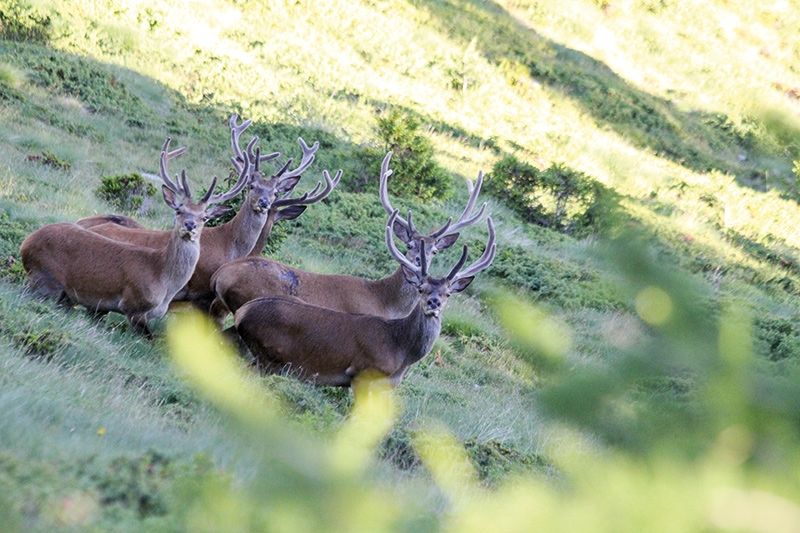 Zu hohe Rotwilddichten im Bergwald gehen zu Lasten des Artenreichtums. Reh, Gämse und Auerhuhn verspüren die Nahrungskonkurrenz des Hirsches; Foto: Nicola Bruseghini