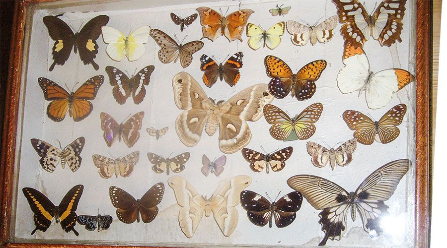 Historischer Sammelkasten von Bernhardin Astfäller mit einheimischen und exotischen Schmetterlingen