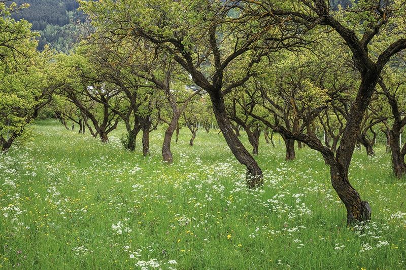 Streuobstwiesen bestehen aus verstreut angelegten Obstbäumen mit einem wiesenartigen Untergrund. Beides bietet zahlreichen Tier- und Pflanzenarten einen unverzichtbaren Lebensraum. ©Eurac Research/Andreas Hilpold