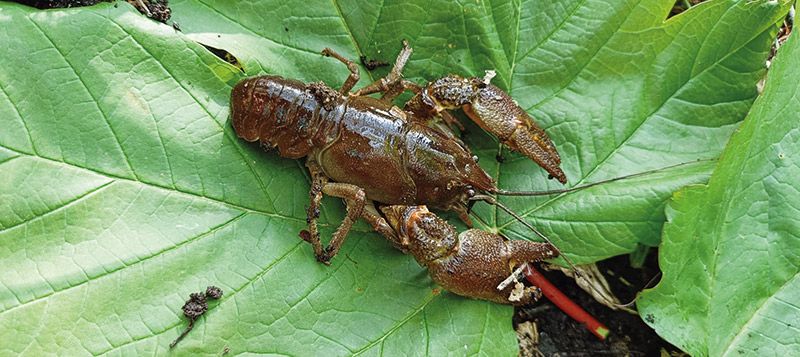 Italienischer  Bachkrebs,  Austropotamobius pallipes italicus; Fotos: Ruth Perkmann Marini