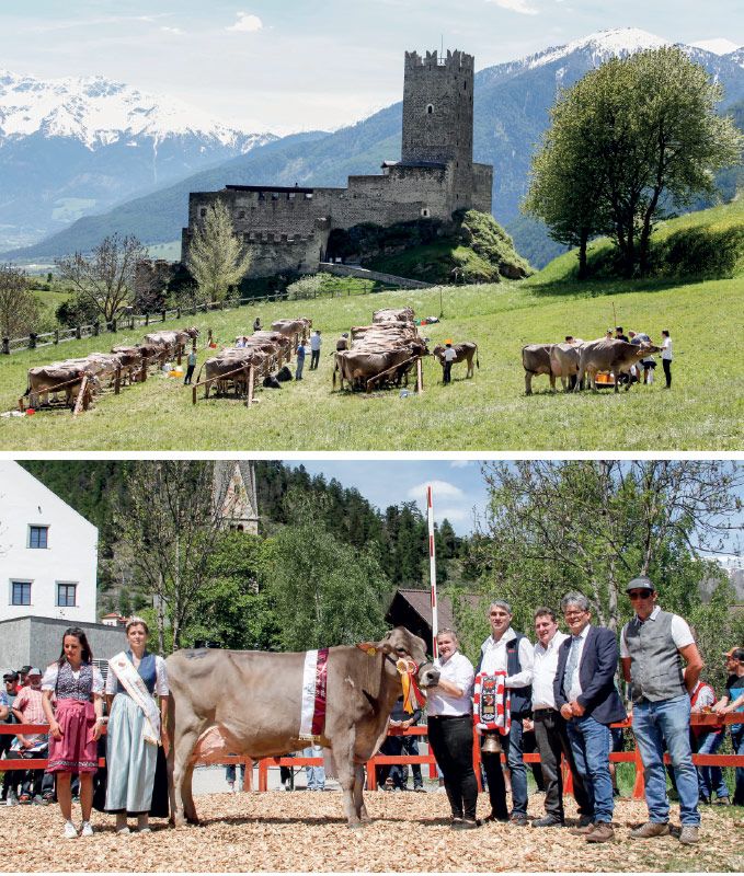 Schöne Tiere vor der geschichtsträchtigen Kulisse vor der Fürstenburg; unten die Gesamtsiegerin „Lady“