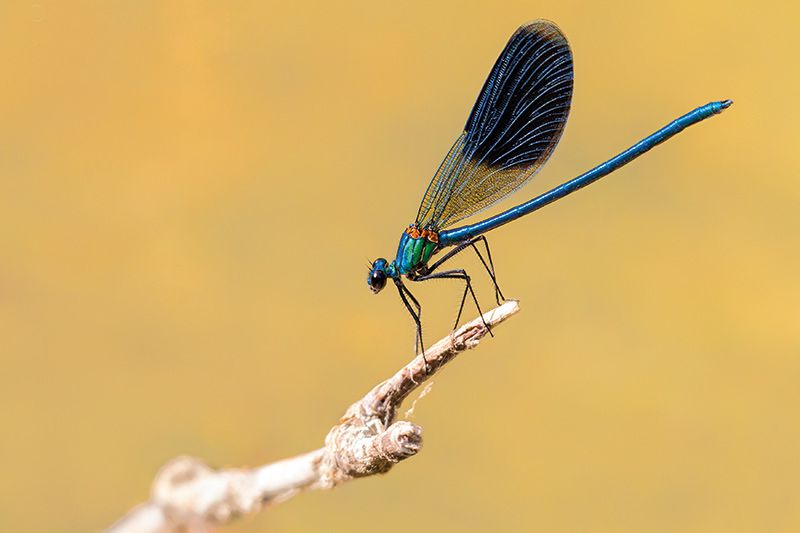 Gebänderte Prachtlibelle (Callopterix splendens); Foto: Riccardo Catalani