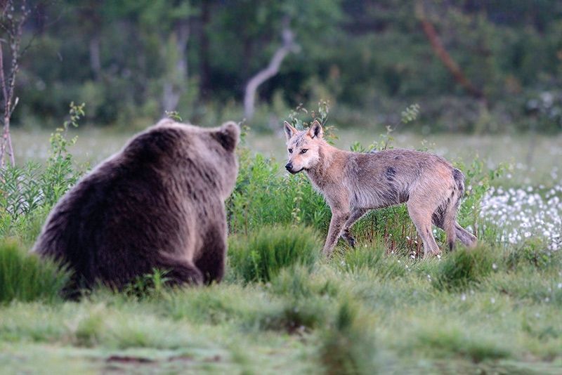 Wolf und Braunbär sind in die Alpen zurückgekehrt. Beide Beutegreifer polarisieren stark und wecken Ängste. Ohne ihr Management wird die viehhaltende Berglandwirtschaft mit Almsömmerung auf mittlere und lange Sicht gefährdet. Auch die Imkerei wird durch den Bären weiter Schäden erleiden. Schutzzäune und Koppelhaltung von Schafen sind im Berggebiet realistischer Weise nicht umsetzbar, bestenfalls im Hügelland und bei Milchschafen, die zum Melken täglich zusammengetrieben werden. Der Erhalt der genetischen Variabilität von seltenen Haustierrassen wie z.B. dem Villnösser Brillenschaf ist auf gleicher Augenhöhe zu bewerten wie jene der Prädatoren. Foto: Foto: Roberto Caranante