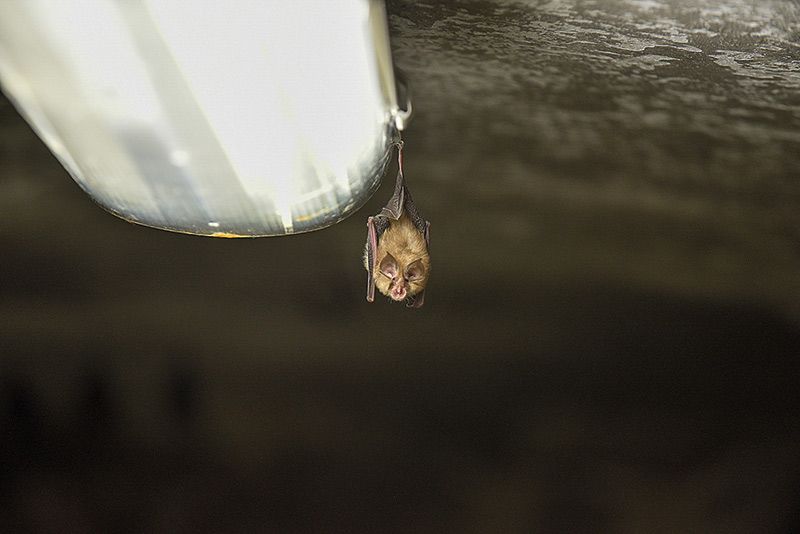 Fledermaus